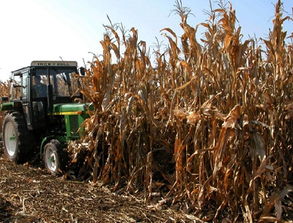 河北吳橋農(nóng)作物秸稈變身植物炭遠銷海外，助推綠色苗木產(chǎn)業(yè)
