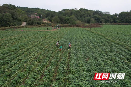 永州東安 農(nóng)作物豐收忙采收，田間忙碌好風(fēng)景