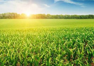 2017年國家政策扶持的農(nóng)業(yè)水果項目解析