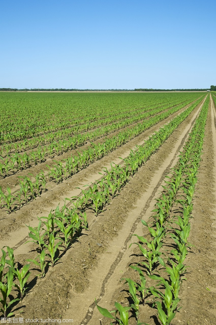 六葉期玉米植株的早期生長發(fā)育與雙排種植技術(shù)