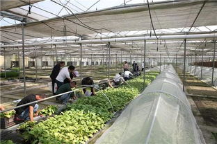 “空降”上億天敵大軍，寧鄉(xiāng)以蟲治蟲守護綠色家園