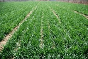 2021年春季主要農(nóng)作物科學(xué)施肥指導(dǎo)意見解讀與實施建議