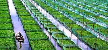 二十年耕耘，八大巨變 中國農業的未來圖景與青年機遇