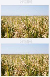 從種子到收成 數(shù)字化素材賦能現(xiàn)代農(nóng)業(yè)種植與設(shè)計