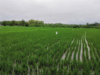 綠色防控繪新篇 河南商城縣榮獲全國農(nóng)作物病蟲害“綠色防控示范縣”稱號