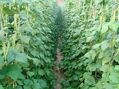 水果類經(jīng)濟作物施用生物有機肥的科學(xué)指南