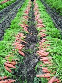 仁兆蔬菜與苗木產(chǎn)業(yè)齊頭并進，農(nóng)業(yè)出口創(chuàng)匯破億美元