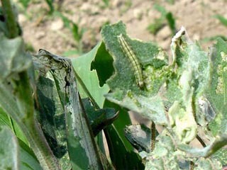 綠色果園守護者 生物防治技術(shù)在水果病蟲害管理中的應(yīng)用與展望