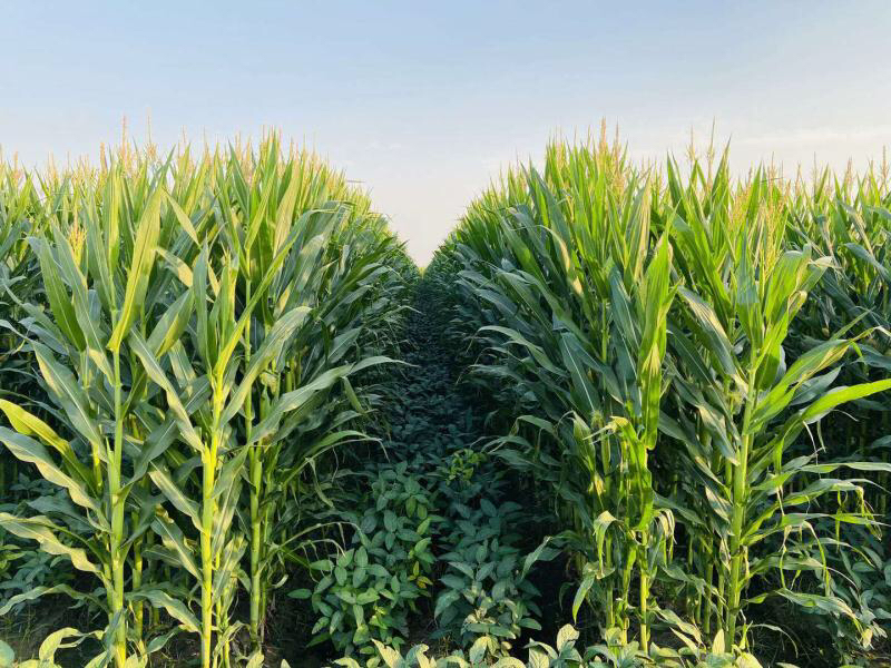 四川農(nóng)大留學(xué)生 把實驗室的智慧“搬”回家鄉(xiāng)的土地