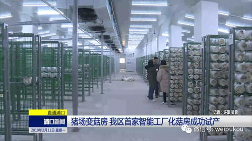豬場(chǎng)蝶變菇房，人工智能賦能我區(qū)農(nóng)業(yè)轉(zhuǎn)型升級(jí)